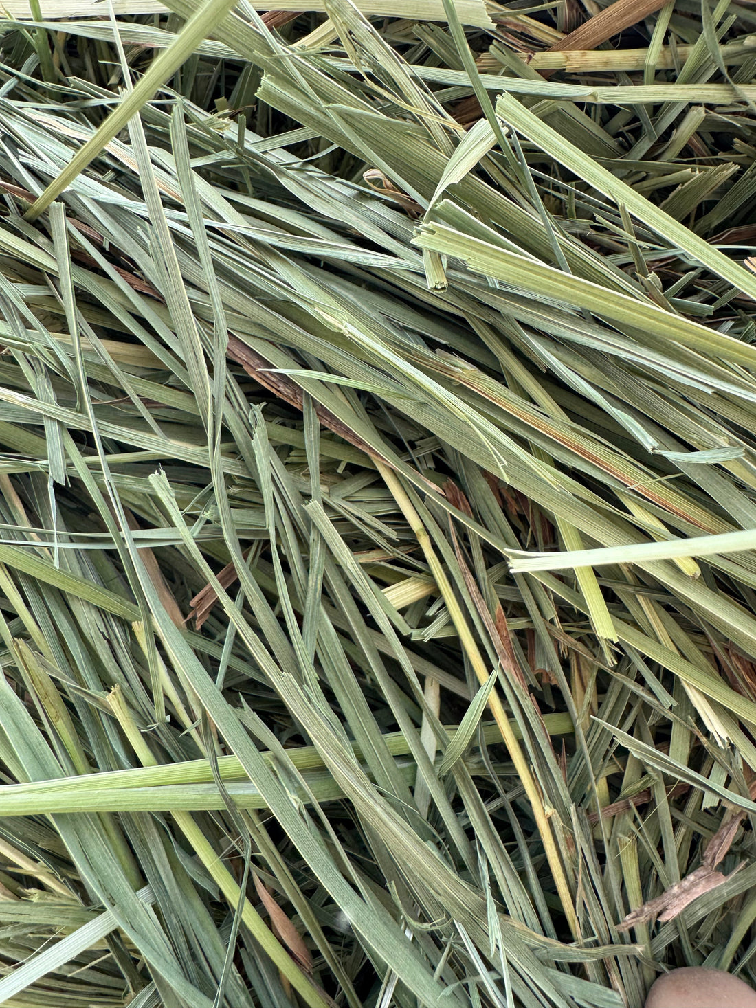 Orchardgrass 101