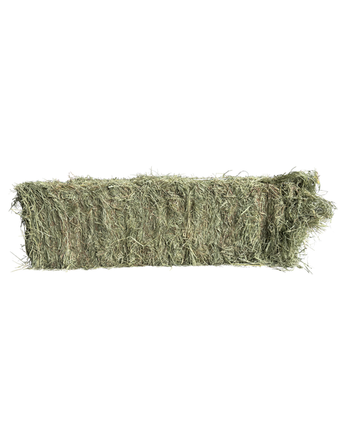 Washington Premium 2nd Cut Timothy