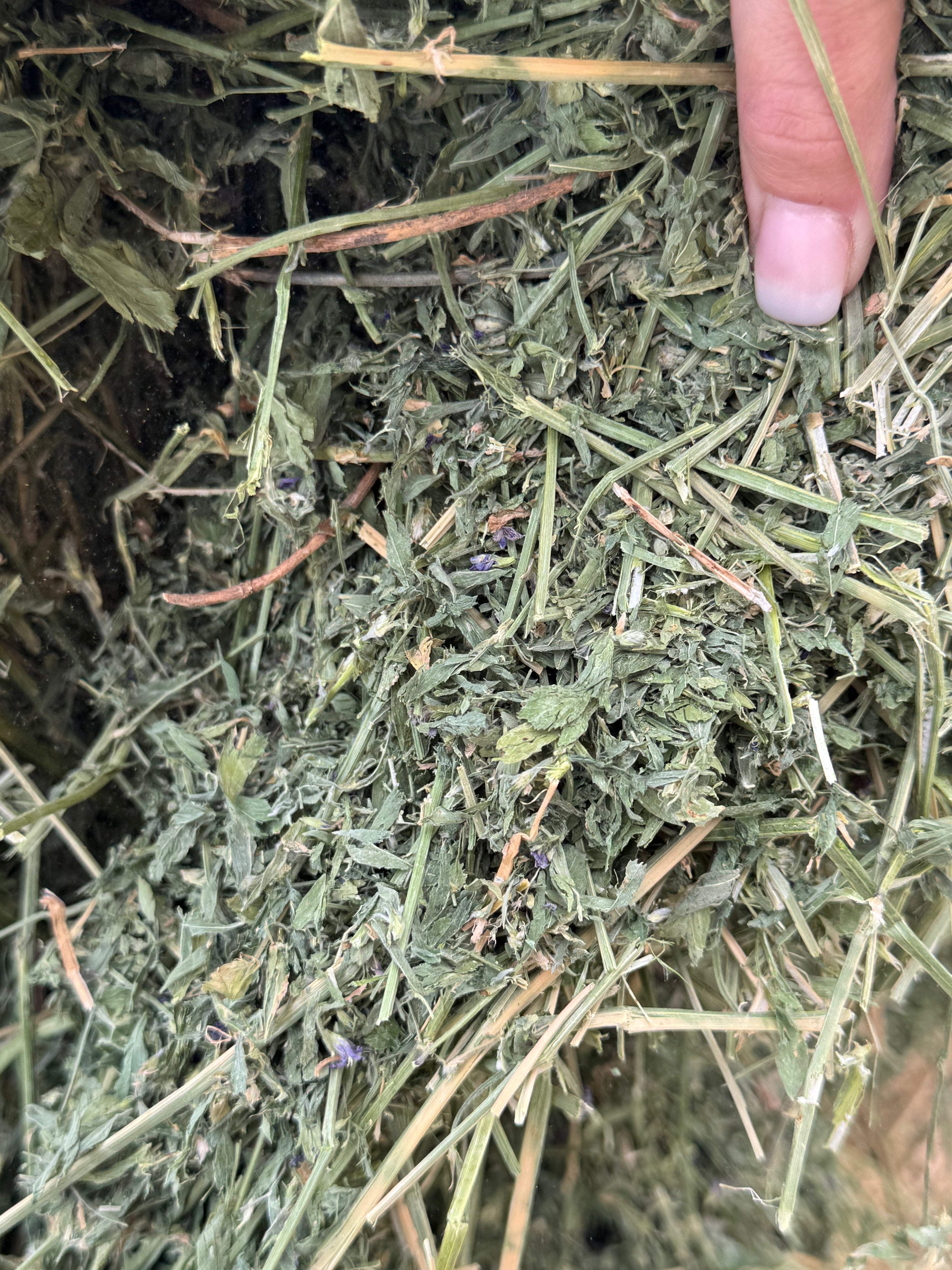 California Alfalfa – 3' x 4' x 8' Bale