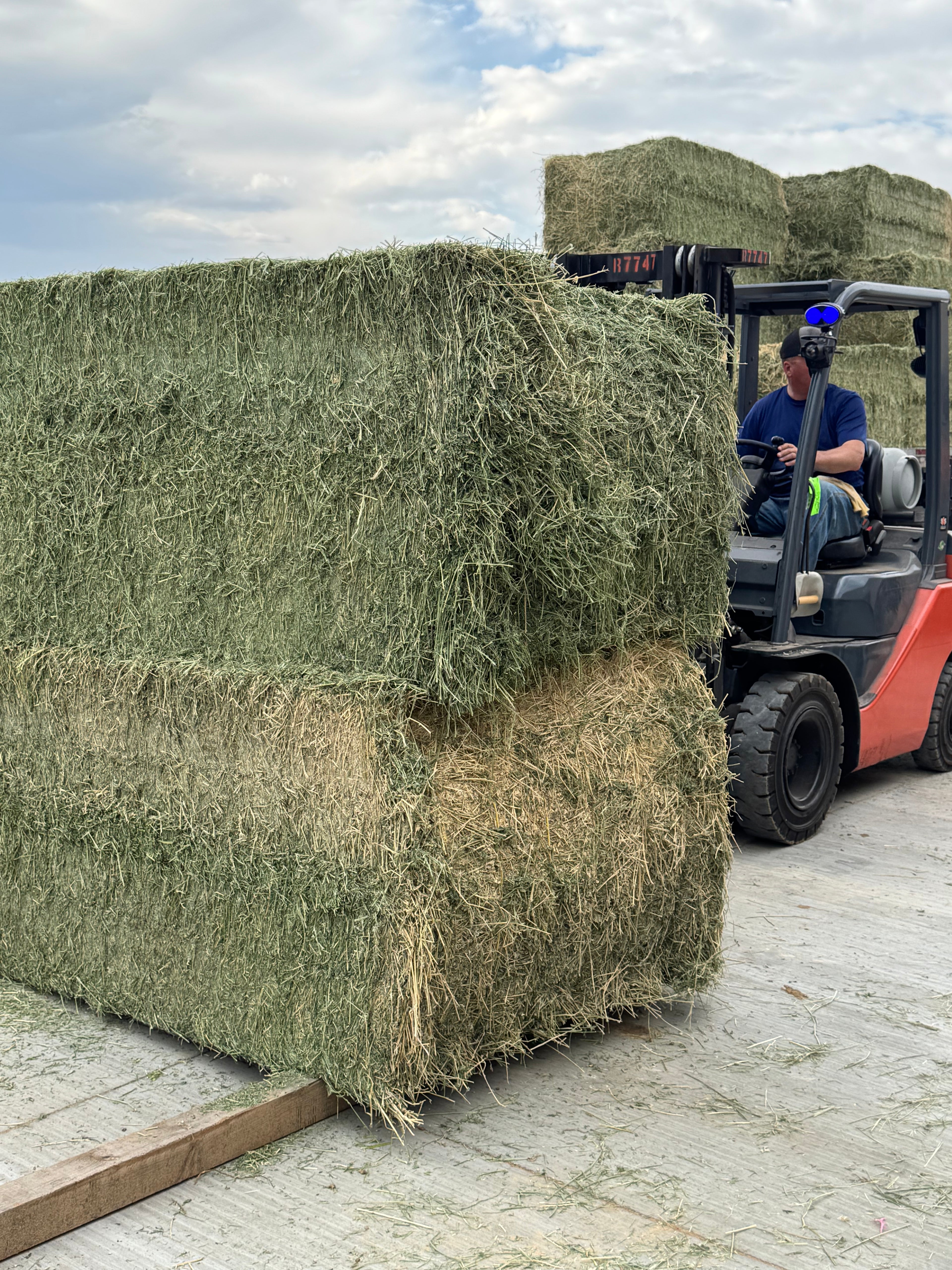 California Alfalfa – 3' x 4' x 8' Bale