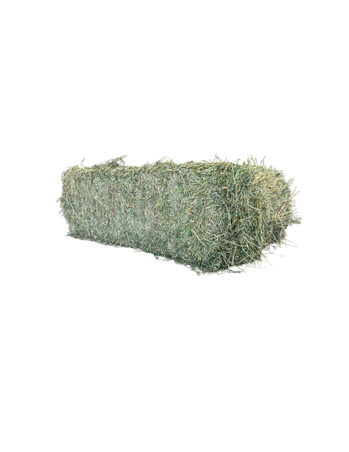 California Alfalfa