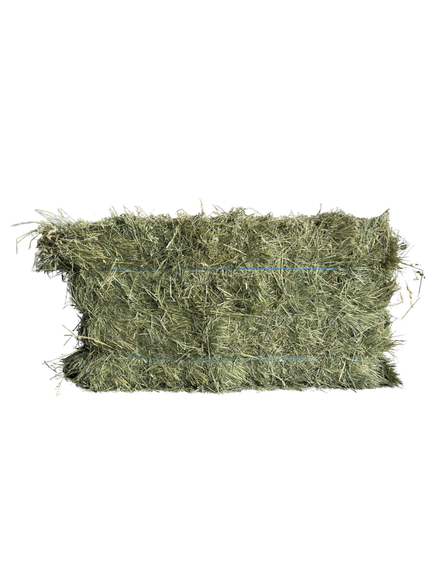 Washington Premium Orchardgrass
