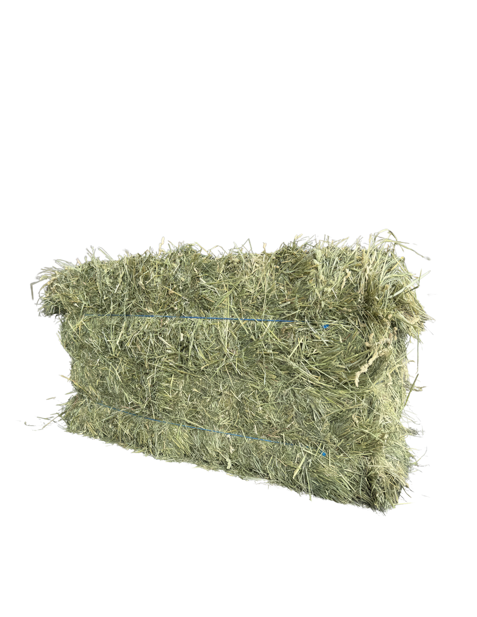 Washington Premium Orchardgrass