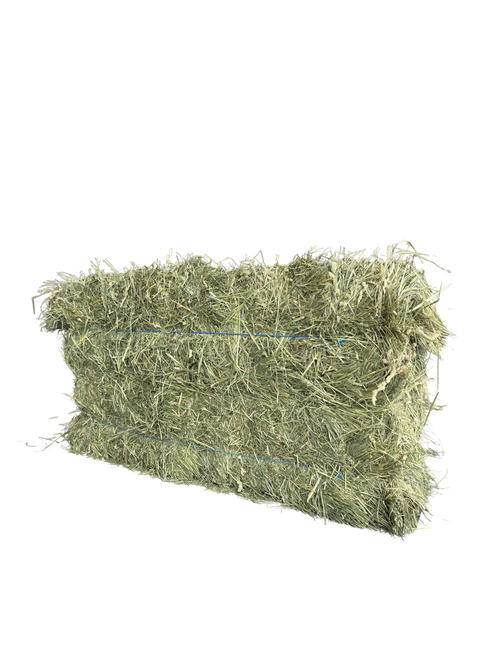 Washington Premium Orchardgrass
