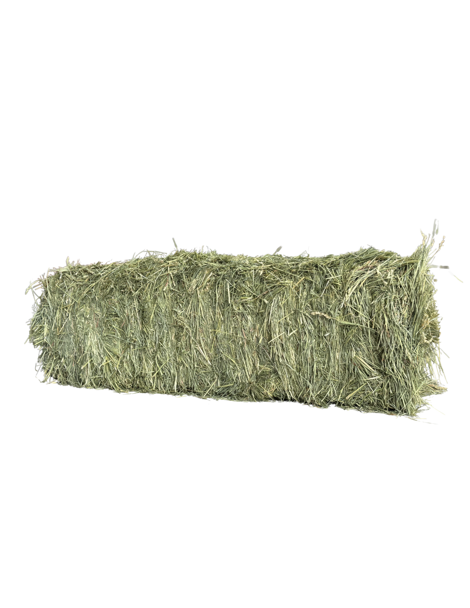 Washington Premium Orchardgrass