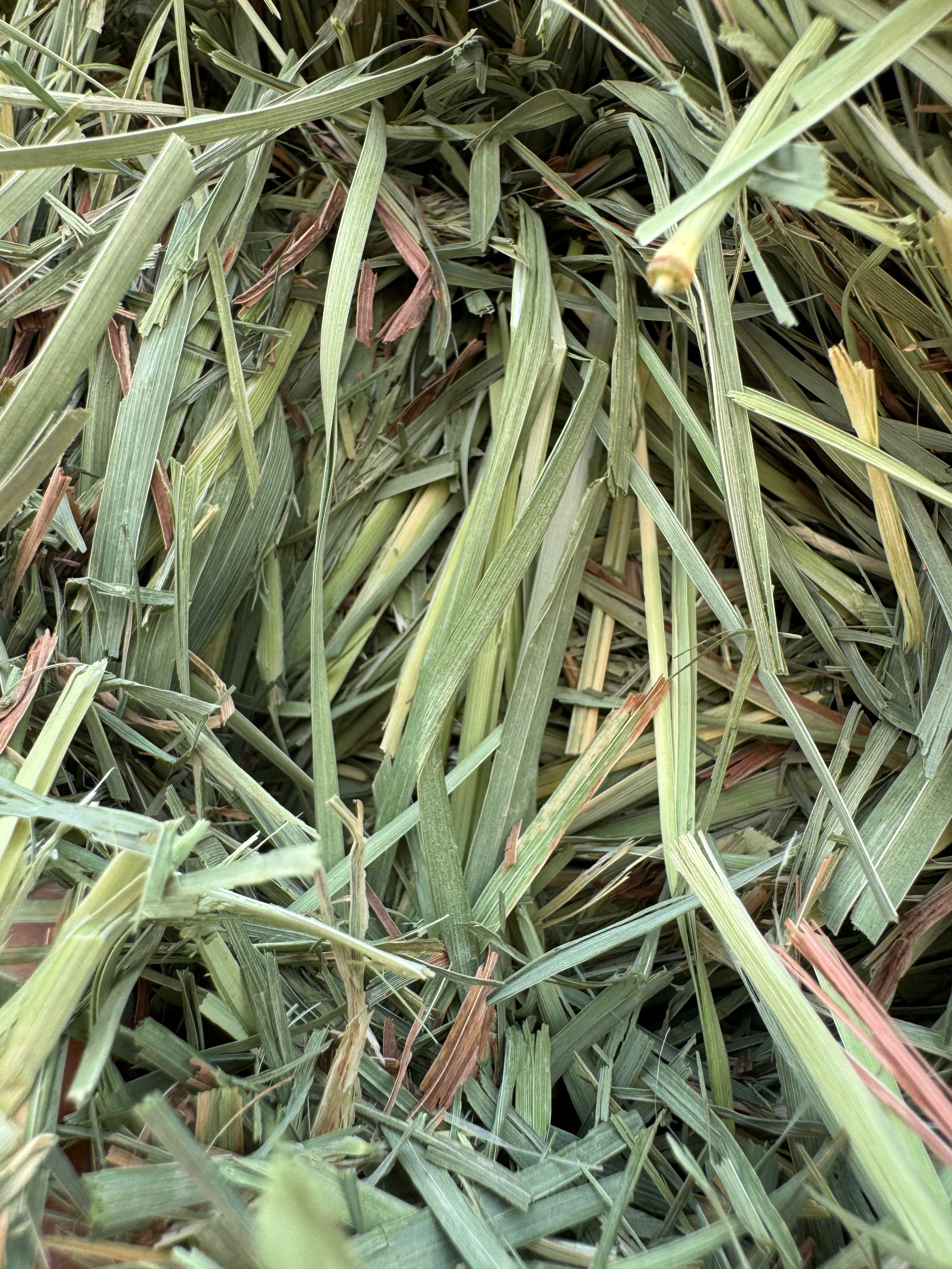 Washington Premium Orchardgrass