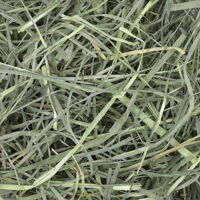 Washington Premium Orchardgrass
