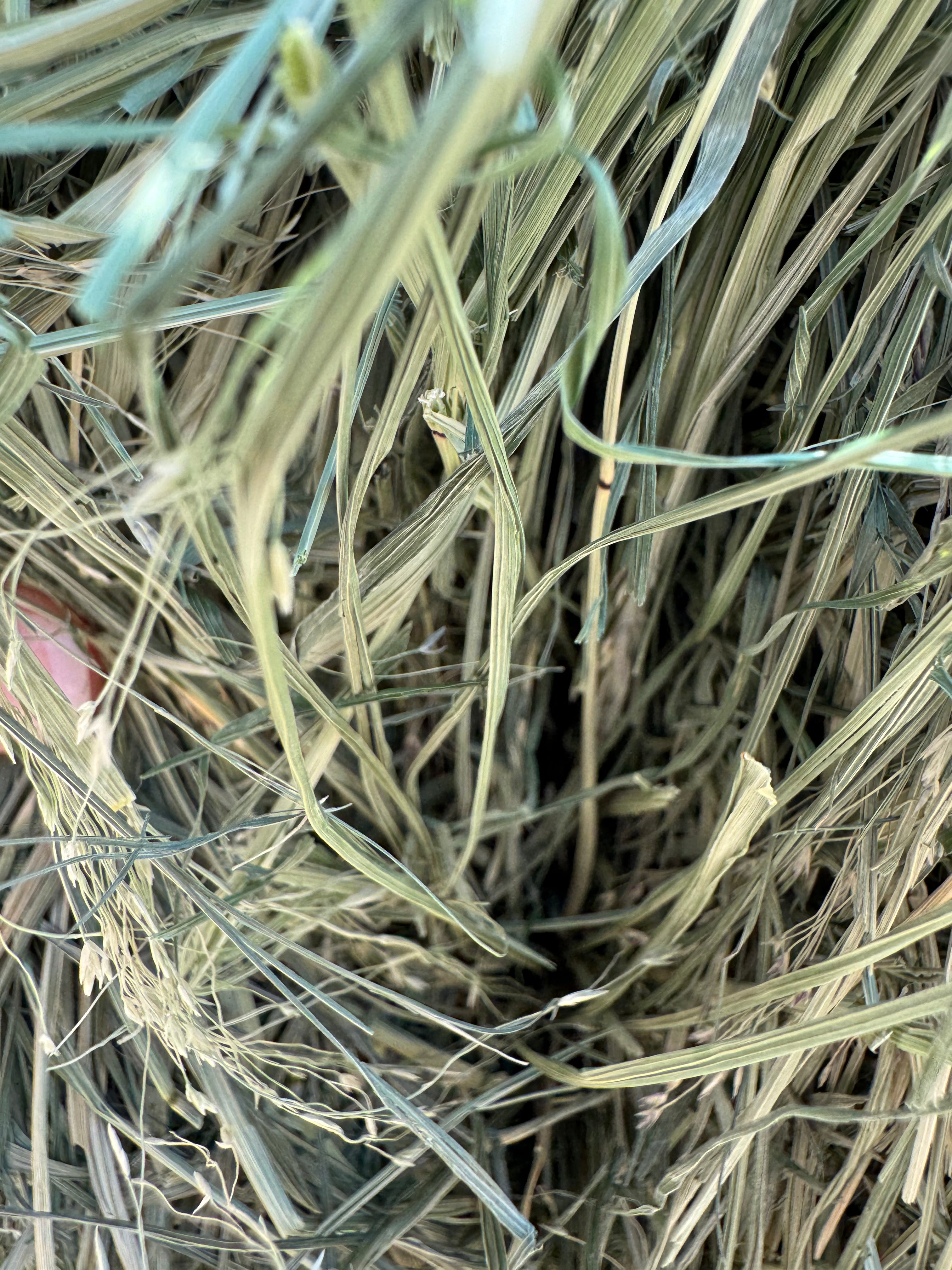 Teff Grass