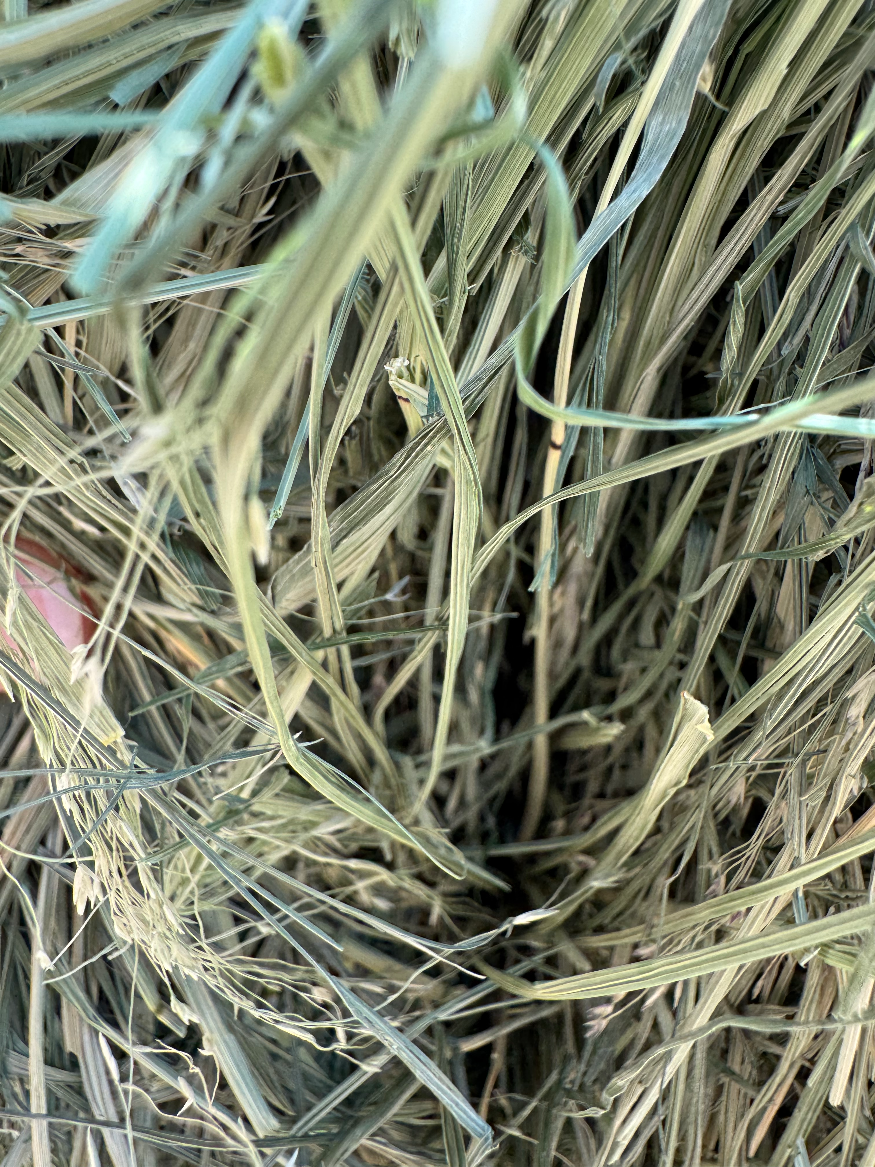 Teff Grass