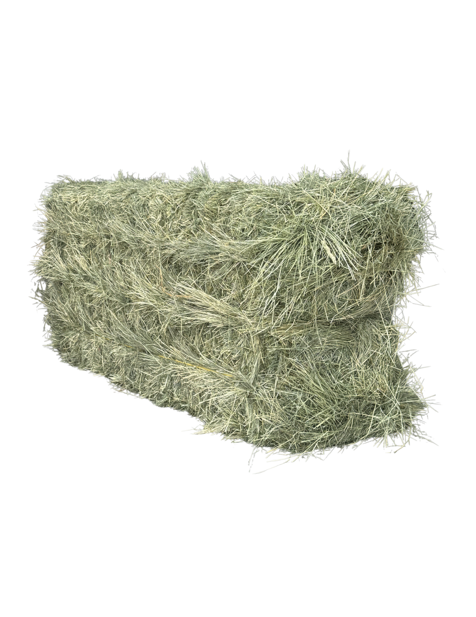 Teff Grass